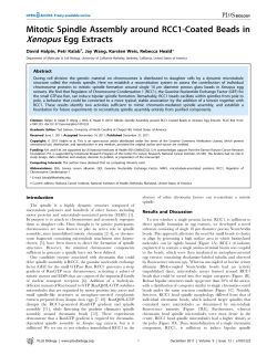 Mitotic Spindle Assembly around RCC1-Coated