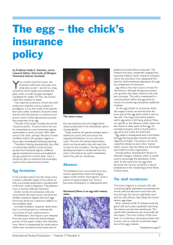 The egg - the chick`s insurance policy Professor Sally E. Solomon