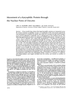 Movement of a Karyophilic Protein the Nuclear