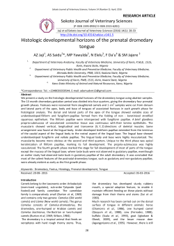 Histologic developmental horizons of the prenatal dromedary