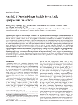 Amyloid&szlig;-Protein Dimers Rapidly Form Stable Synaptotoxic