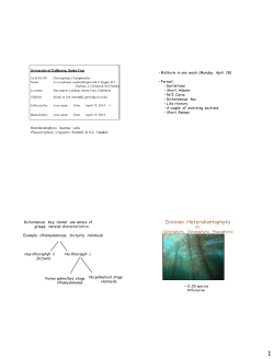 Division: Heterokontophyta - University of California, Santa Cruz