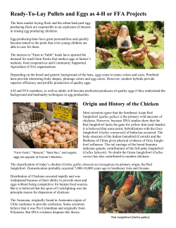 Ready-To-Lay Pullets and Eggs as 4