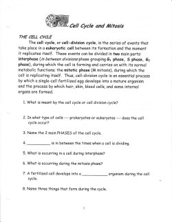 Cell cycle-Mitosis worksheet