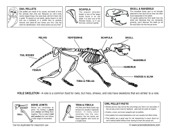 Owl Pellet - Science Bob Store