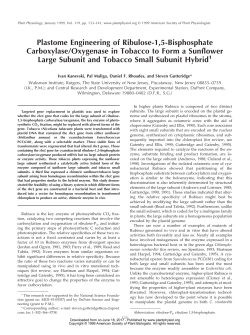 Plastome Engineering of Ribulose-1,5