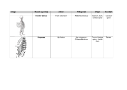 Image Muscle (agonist) Action Antagonist Origin Insertion Erector