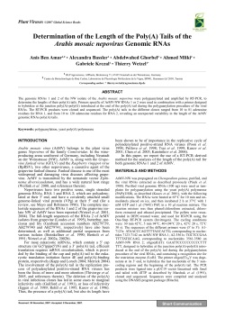Determination of the Length of the Poly(A) Tails of the Arabis mosaic