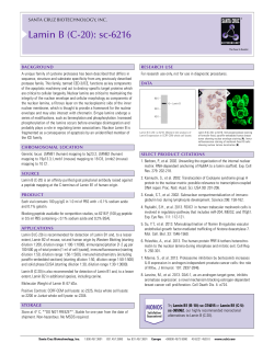 Lamin B (C-20): sc-6216 - Santa Cruz Biotechnology