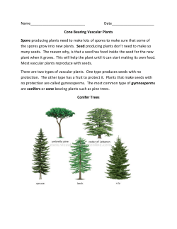 Cone bearing reproduction