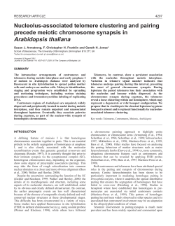 Telomere pairing in Arabidopsis meiosis