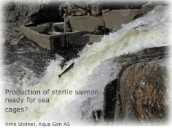 Production of sterile salmon – ready for sea cages?