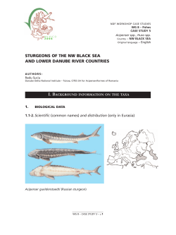 sturgeons of the nw black sea and lower danube river countries