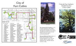 Notable Tree - City of Fort Collins