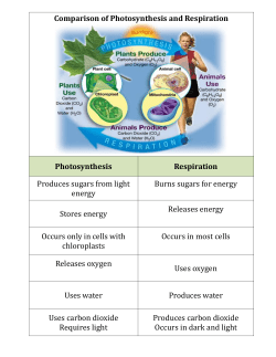 Comparison of Photosynthesis and Respiration Photosynthesis