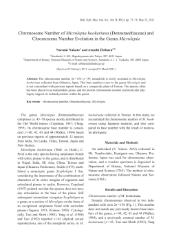 Chromosome Number of Microlepia hookeriana (Dennstaedtiaceae