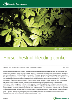 Horse chestnut bleeding canker
