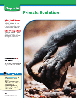 Chapter 16: Primate Evolution