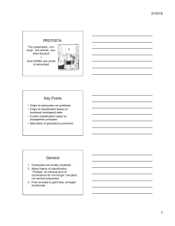 PROTISTA Key Points General - University of San Diego Home Pages