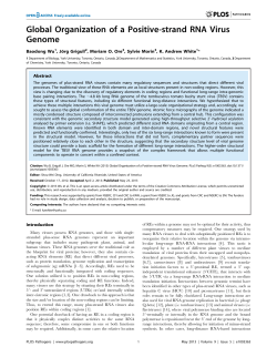 Global Organization of a Positive-strand RNA Virus Genome