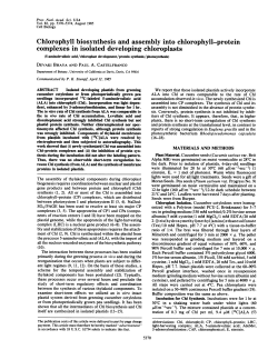 Chlorophyll biosynthesis and assembly into chlorophyll