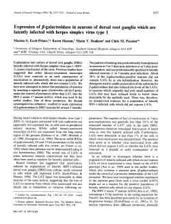 Expression of p-galactosidase in neurons of dorsal root ganglia