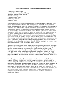 Equine Osteochondrosis: Predict the Outcomes for Your Clients