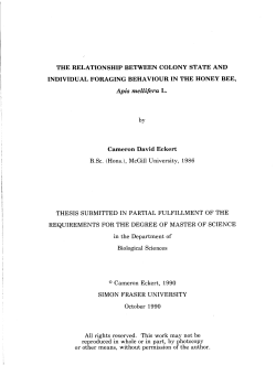 The relationship between colony state and individual foraging