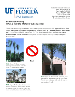 Palm Over-Pruning What is with the `Mohawk`