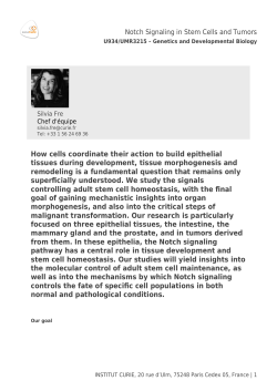 How cells coordinate their action to build epithelial tissues during