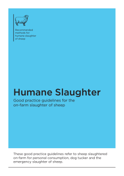 Recommended methods for humane slaughter of sheep