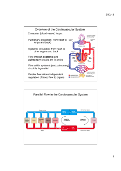 Overview of the Cardiovascular System Parallel Flow in the