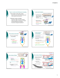 The evolution of the aortic arches Embryonic human circulation