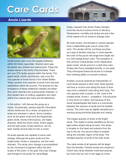 Anole Lizards - Animal Veterinary Hospital Of Orlando