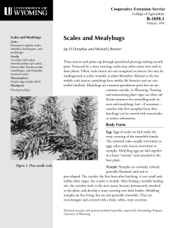Scales and Mealybugs