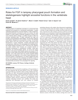 Roles for FGF in lamprey pharyngeal pouch