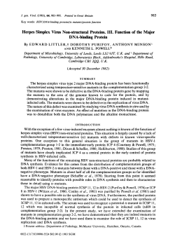 Herpes Simplex Virus Non-structural Proteins. III. Function of the