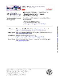 Intermediate Filaments Primarily Conferred by Vimentin Rigidity of