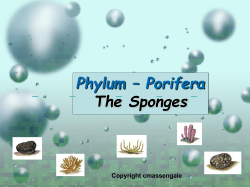 Phylum &ndash; Porifera The Sponges