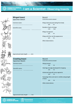 I am a scientist observing insects