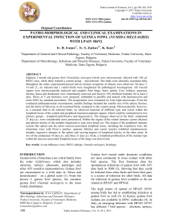 (numida meleagris) with lpaiv h6n2