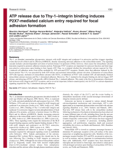 ATP release due to Thy-1&ndash;integrin binding induces P2X7
