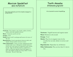 Mexican Spadefoot Tooth Amoeba