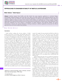 Approaches to engineer stability of beetle luciferases