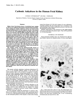 Carbonic Anhydrase in the Human Fetal Kidney