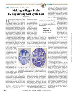 Making a Bigger Brain by Regulating Cell Cycle Exit