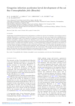 Gregarine infection accelerates larval development of the cat flea