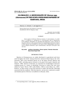 GLOMALES I: A MONOGRAPH OF Glomus spp.