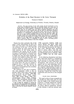 Evolution of the Nasal Structure in the Lower