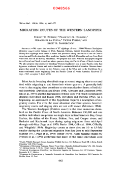 MIGRATION ROUTES OF THE WESTERN SANDPIPER